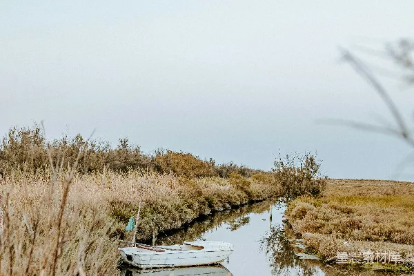 高清摄影 沼泽中一条小船
