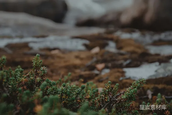 高清摄影 绿草
