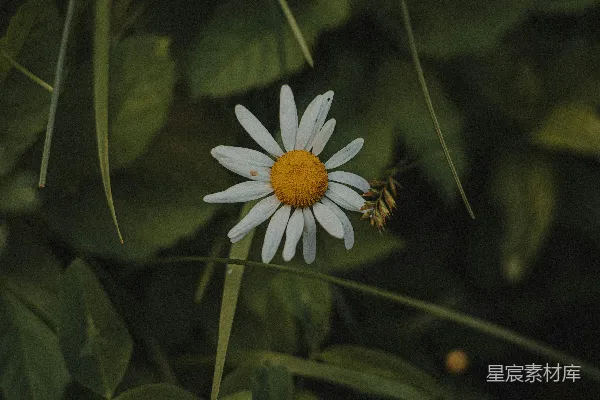 高清摄影 一朵白色中心带黄色花环的绿叶花卉