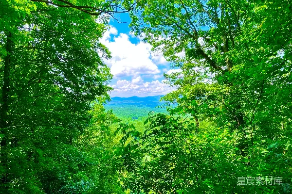 高清摄影 一片郁郁葱葱的森林美景