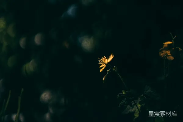 高清摄影 几朵黄色的花坐在一片浓绿的田野上