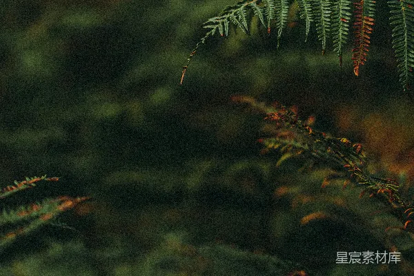 高清摄影 一幅植物的特写镜头，背景模糊。