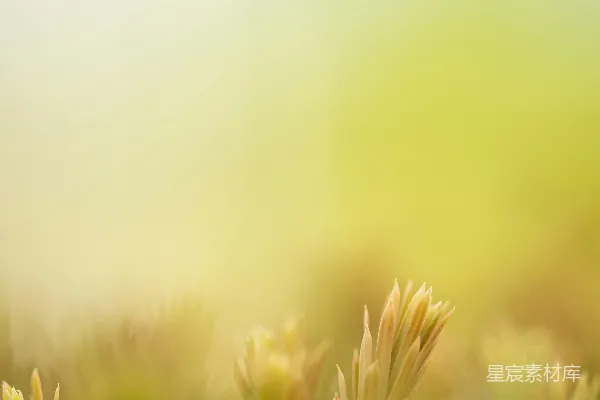 高清摄影 一幅背景模糊的植物照片