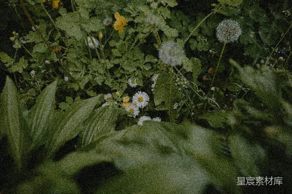 高清摄影 一束生长在草丛中的花