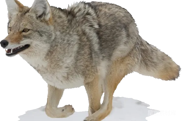 元素素材 PNG