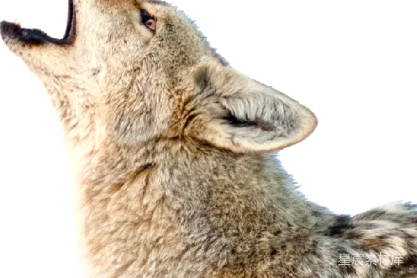 元素素材 豺狼