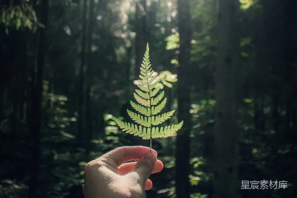 高清摄影 手持绿色蕨类植物的人