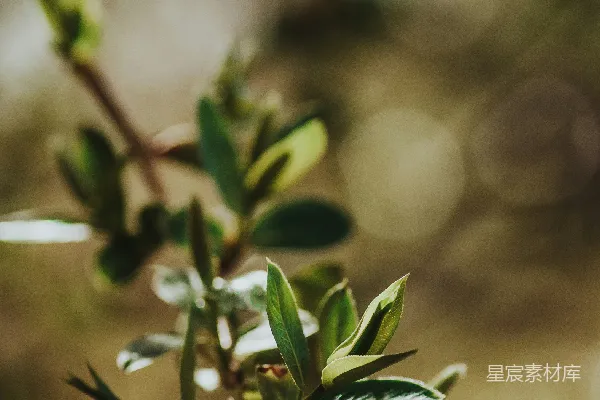 高清摄影 一棵树干的特写镜头，上面覆盖着叶子