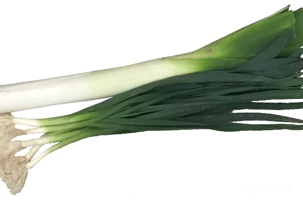 元素素材 葱