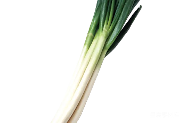 元素素材 葱