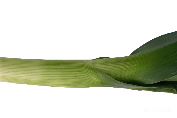 元素素材 青蒜