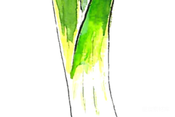 元素素材 蒜苗