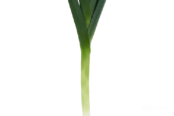 元素素材 葱
