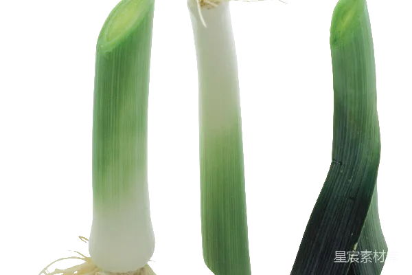 元素素材 新鲜青蒜
