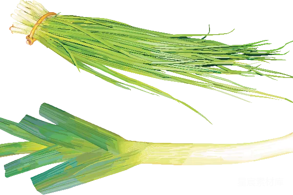 元素素材 葱
