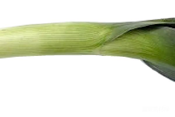 元素素材 葱