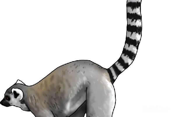 元素素材 Lemur