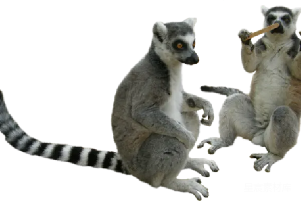 元素素材 Lemur