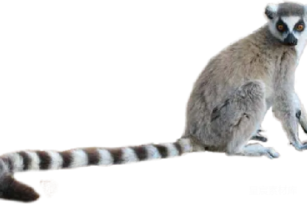 元素素材 狐猴
