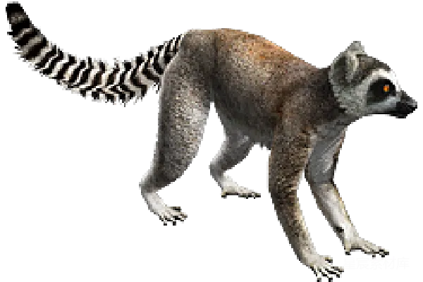 元素素材 Lemur