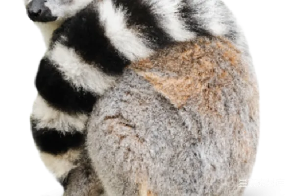 元素素材 Lemur