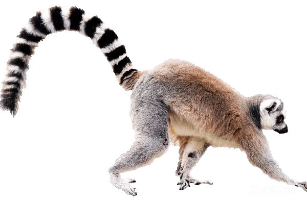 元素素材 Lemur