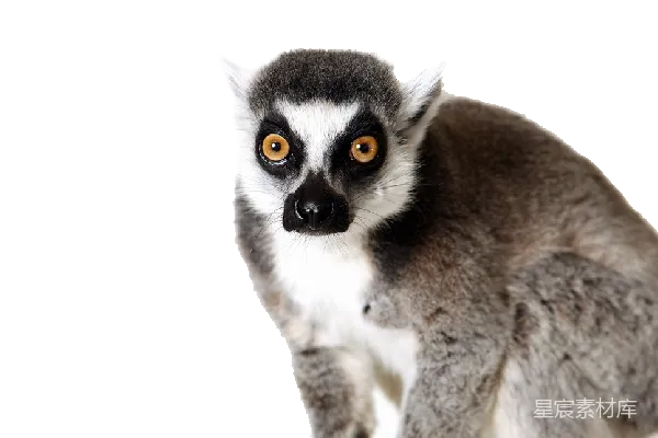 元素素材 狐猴