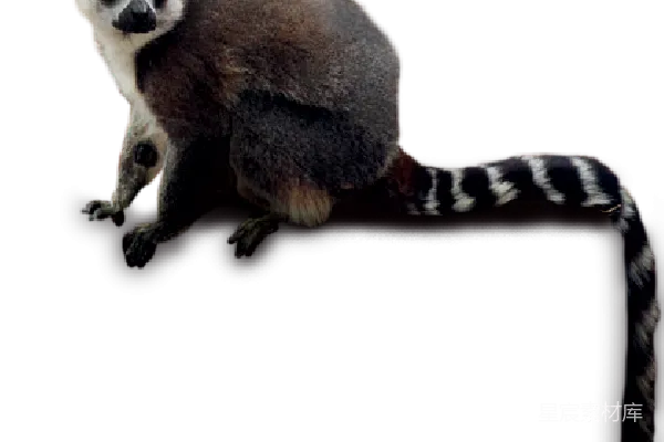 元素素材 Lemur