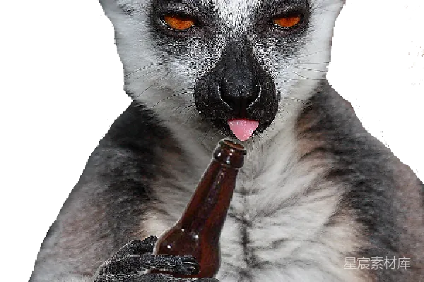 元素素材 环尾狐猴与啤酒瓶