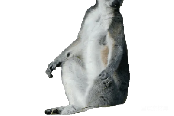 元素素材 狐猴