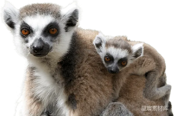 元素素材 Lemur