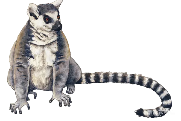 元素素材 狐猴