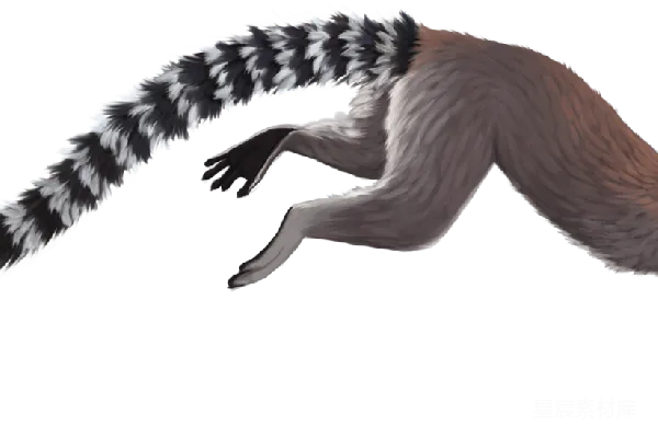 元素素材 Lemur