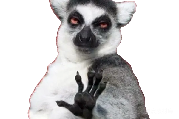 元素素材 Lemur