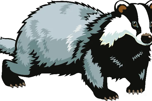 元素素材 卡通獾插图