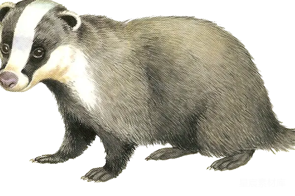 元素素材 獾