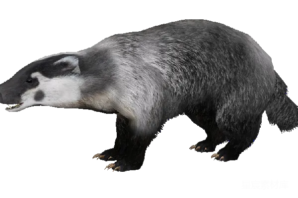 元素素材 獾