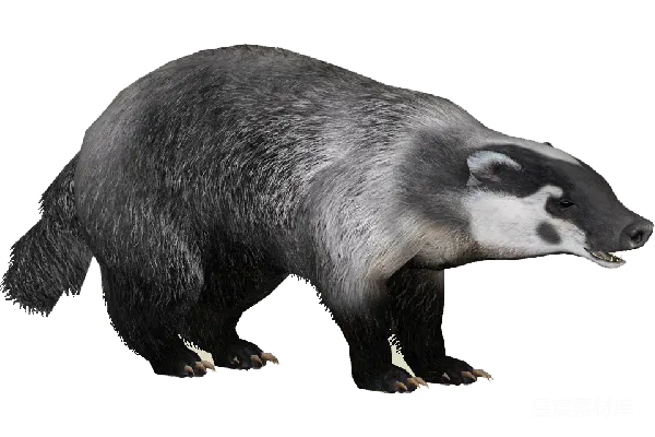 元素素材 獾