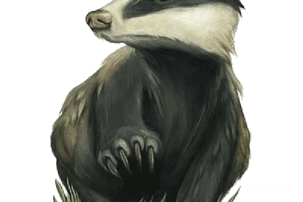 元素素材 手绘獾