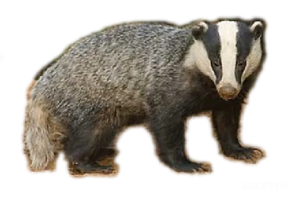 元素素材 獾