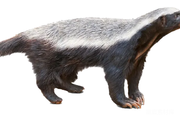 元素素材 獾