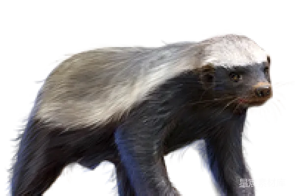 元素素材 獾