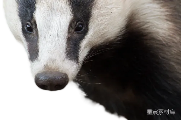 元素素材 獾