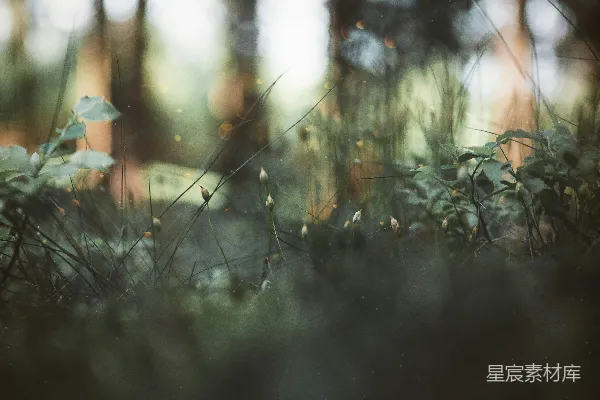 高清摄影 woods中的一些植物的模糊照片
