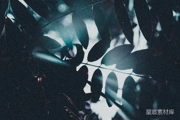 高清摄影 绿色叶子的近景摄影