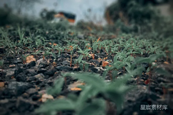 高清摄影 一株绿植正在泥土中生长。
