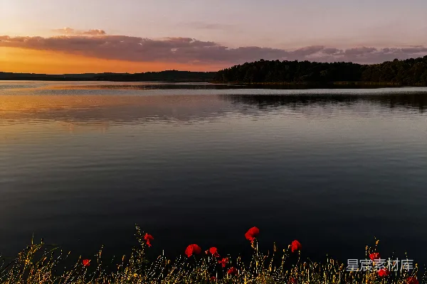 高清摄影 夕阳西下，落日余晖中映衬着一片野花丛的湖泊。