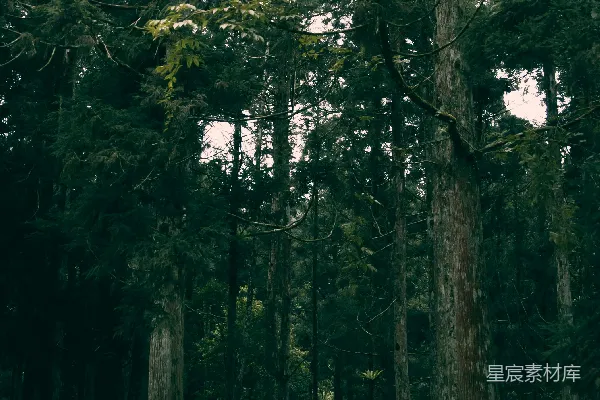 高清摄影 一辆车停在森林的中间。