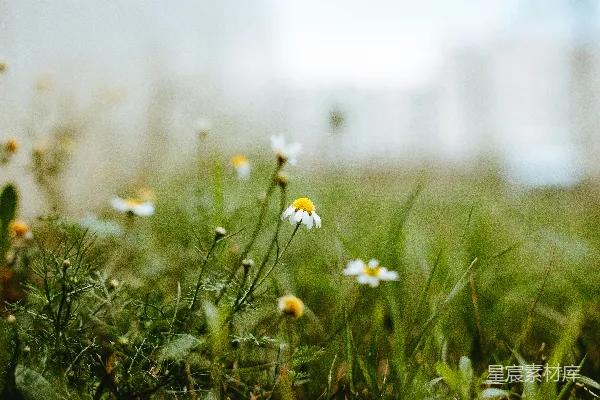 高清摄影 白黄花朵在绿草上白天时