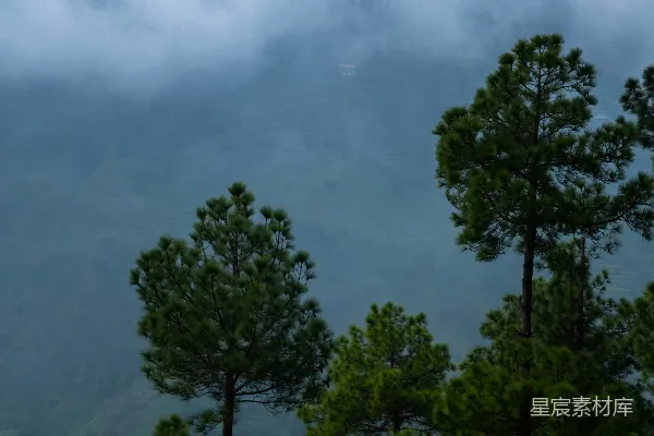 高清摄影 山坡上的一群树木，在背景中有山。